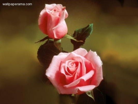 20070924-21597-2rosas.jpg