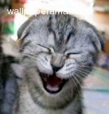 20080103-34380-cat.jpg
