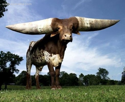 horney wallpaper horney wallpaper