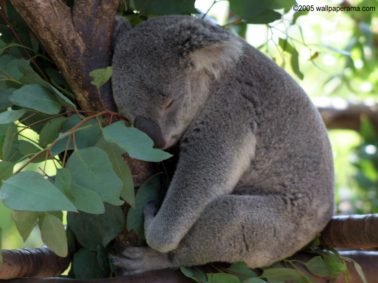 Baby Koala Bear Wallpaper