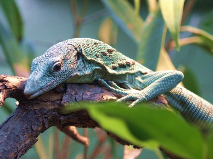 dragon komodo wallpapers tree monitor monitors panda whozoo backgrounds animal wallpaperama