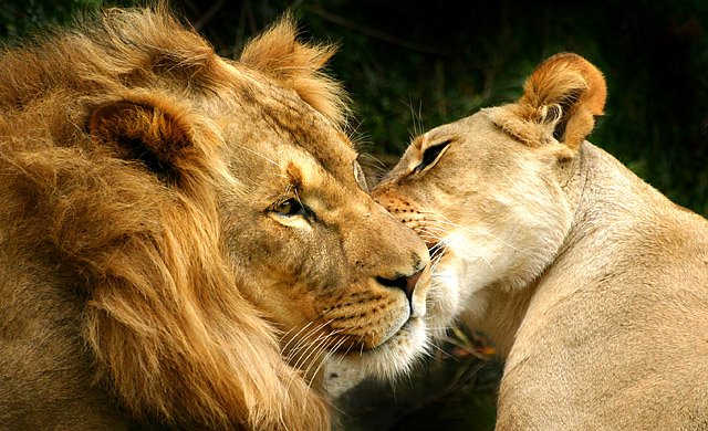 Lion And Lioness Wallpaper