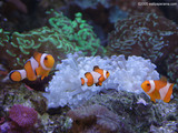 Clown Fish Aquarium Wallpaper