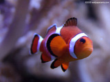 Clown Fish Close Up Wallpaper