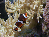 Clown Fish Wallpaper