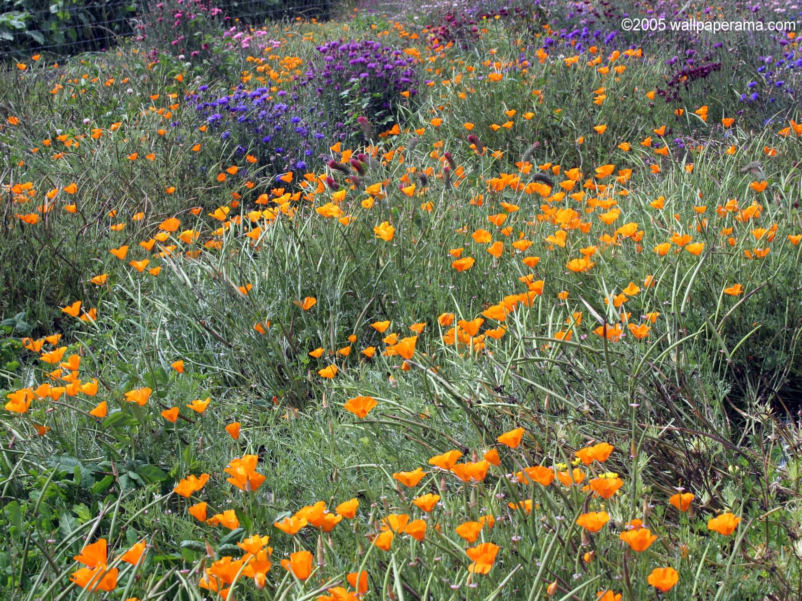 California Poppy Patch Wallpaper