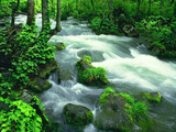 Green Water Fall Wallpaper