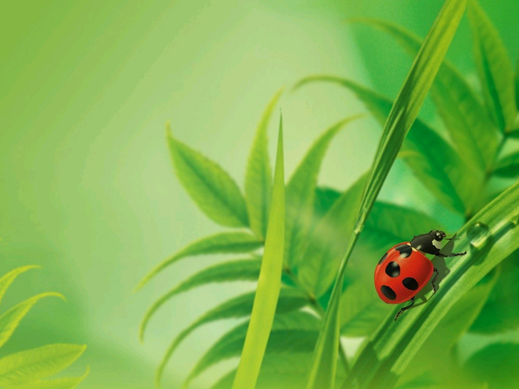 Ladybug Wallpaper