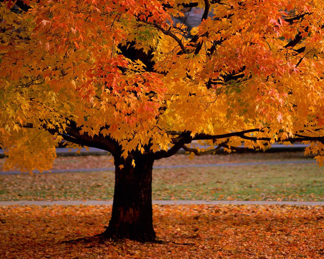 Autumn Tree Wallpaper