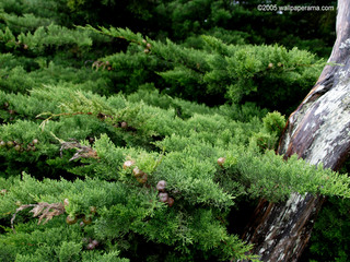 gardenia bonsai Bonsai Tree Wallpaper Free Backgrounds Images gardenia bonsai Bonsai Tree Wallpaper Free Backgrounds Images