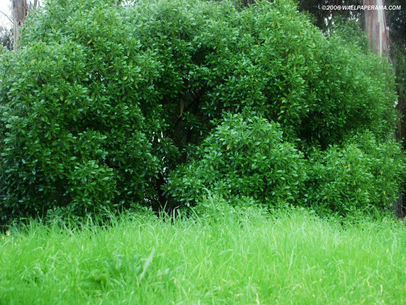 Bush Wallpaper Free HD Backgrounds Images Pictures