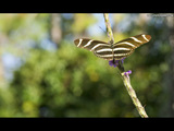 Zebra Butterfly Wallpaper