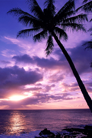 13-p8700-iphone5-paradise-wallpaper.gif