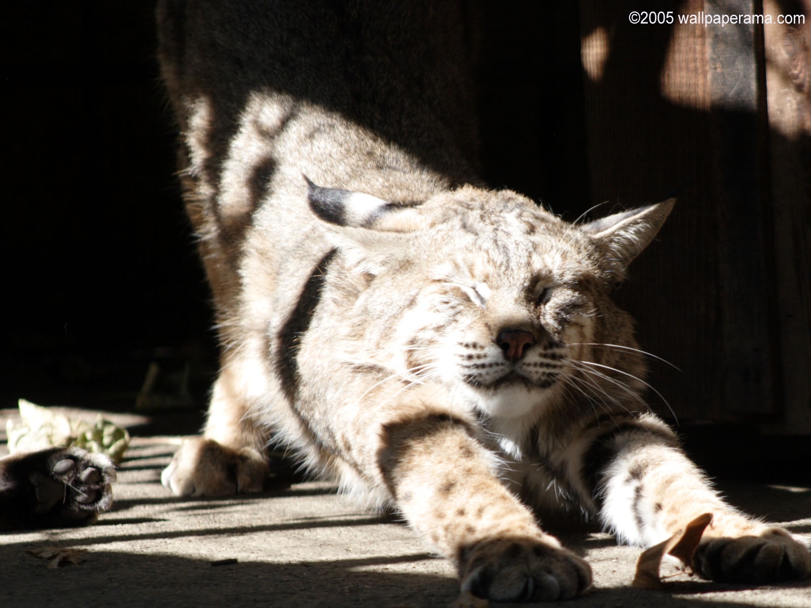 Bobcat Wallpaper