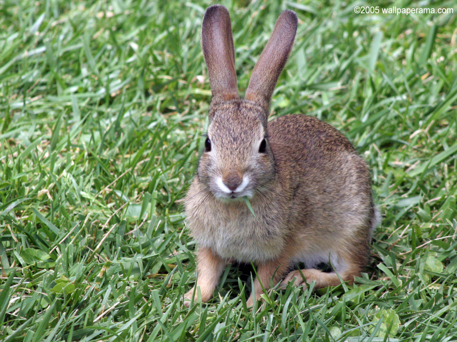 Bunny Rabbit Wallpaper