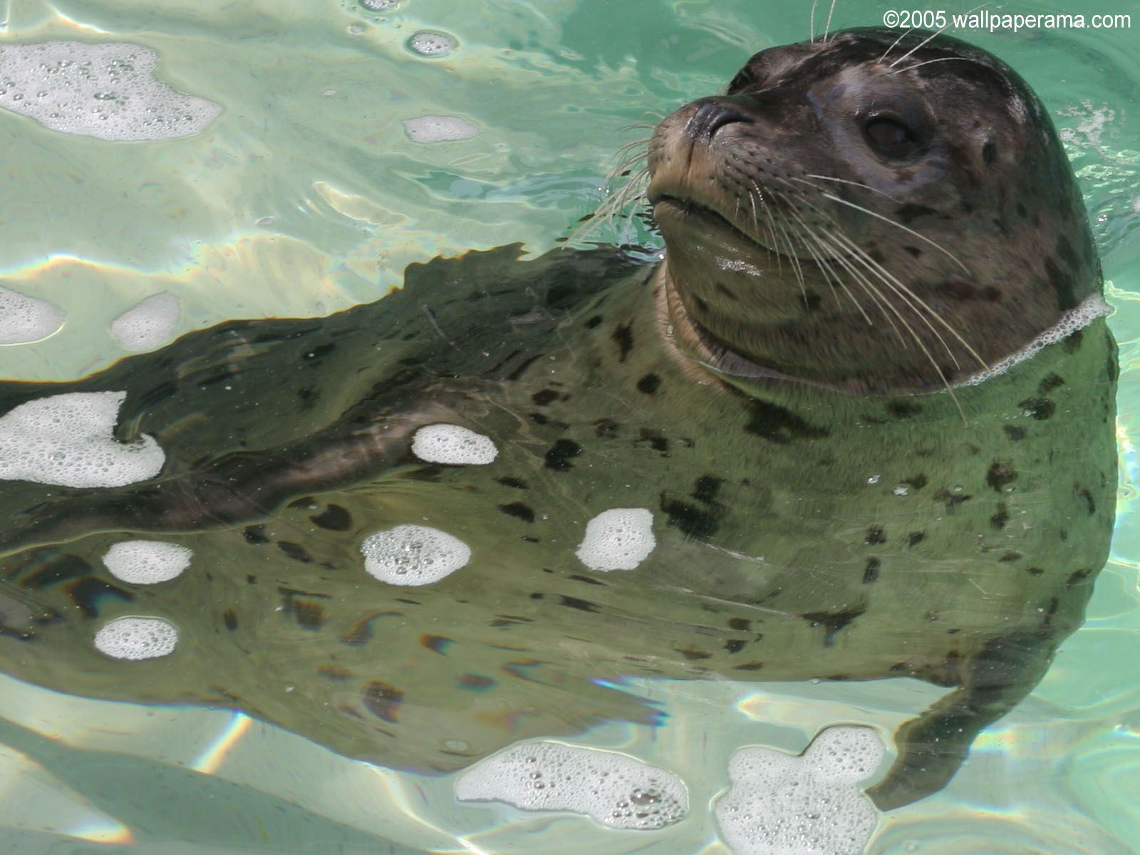 California Seal Wallpaper