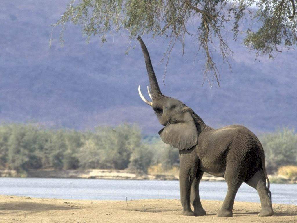 Elephant Wallpaper