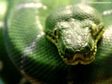 Emeral Tree Boa Wallpaper