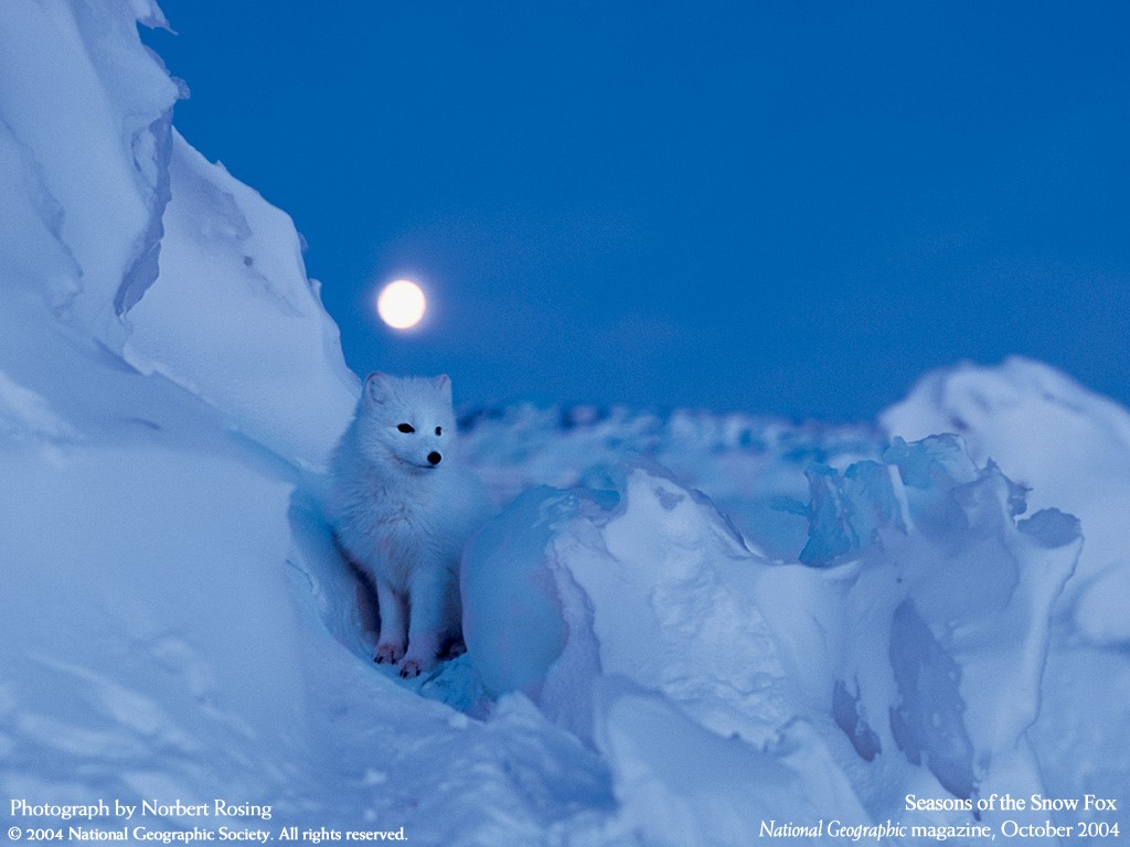 Fox In Snow Wallpaper