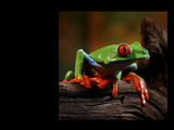 Frogs Wallpaper