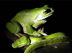 Green Tree Python Frog Wallpaper