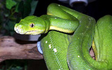 Green Tree Python Wallpaper