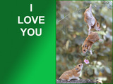 I Love You Wallpaper