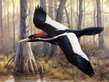 Ivory Billed Woodpecker Wallpaper