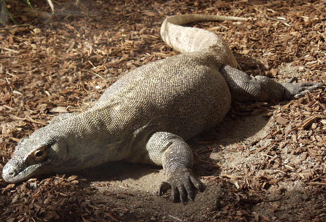 Komodo Dragon Wallpaper