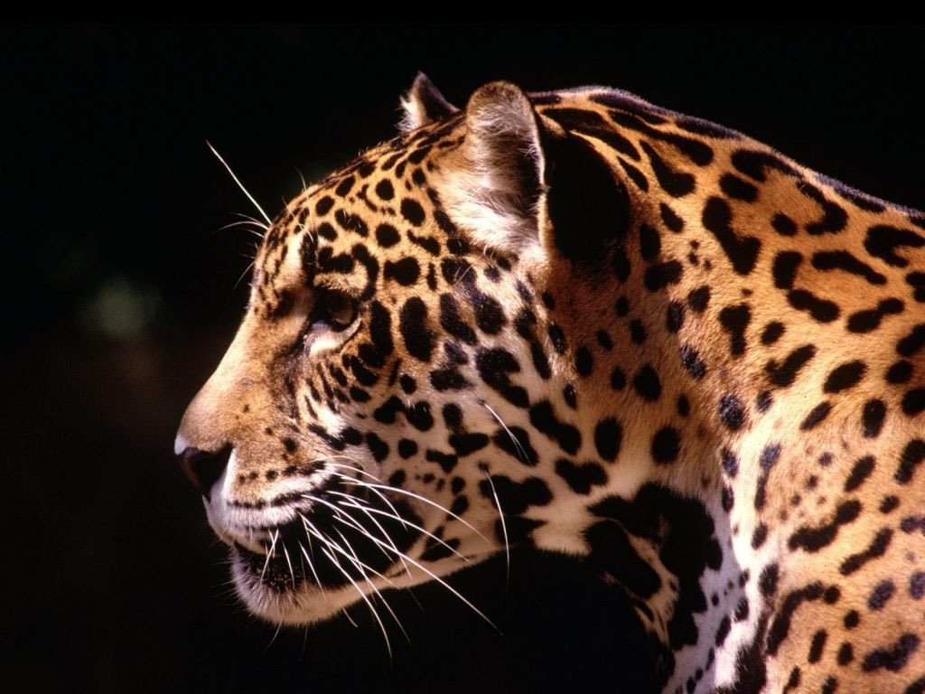 Leopard Wallpaper