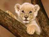 Lion Cub Wallpaper