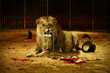 Lion Having Fun In Ring Wallpaper