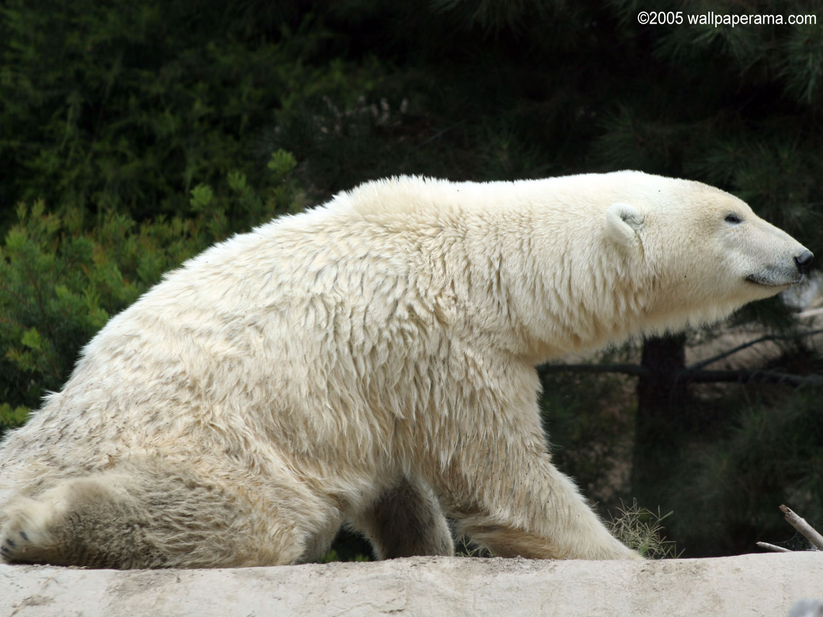 Polar Bear Wallpaper