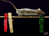 Rat Wallpaper