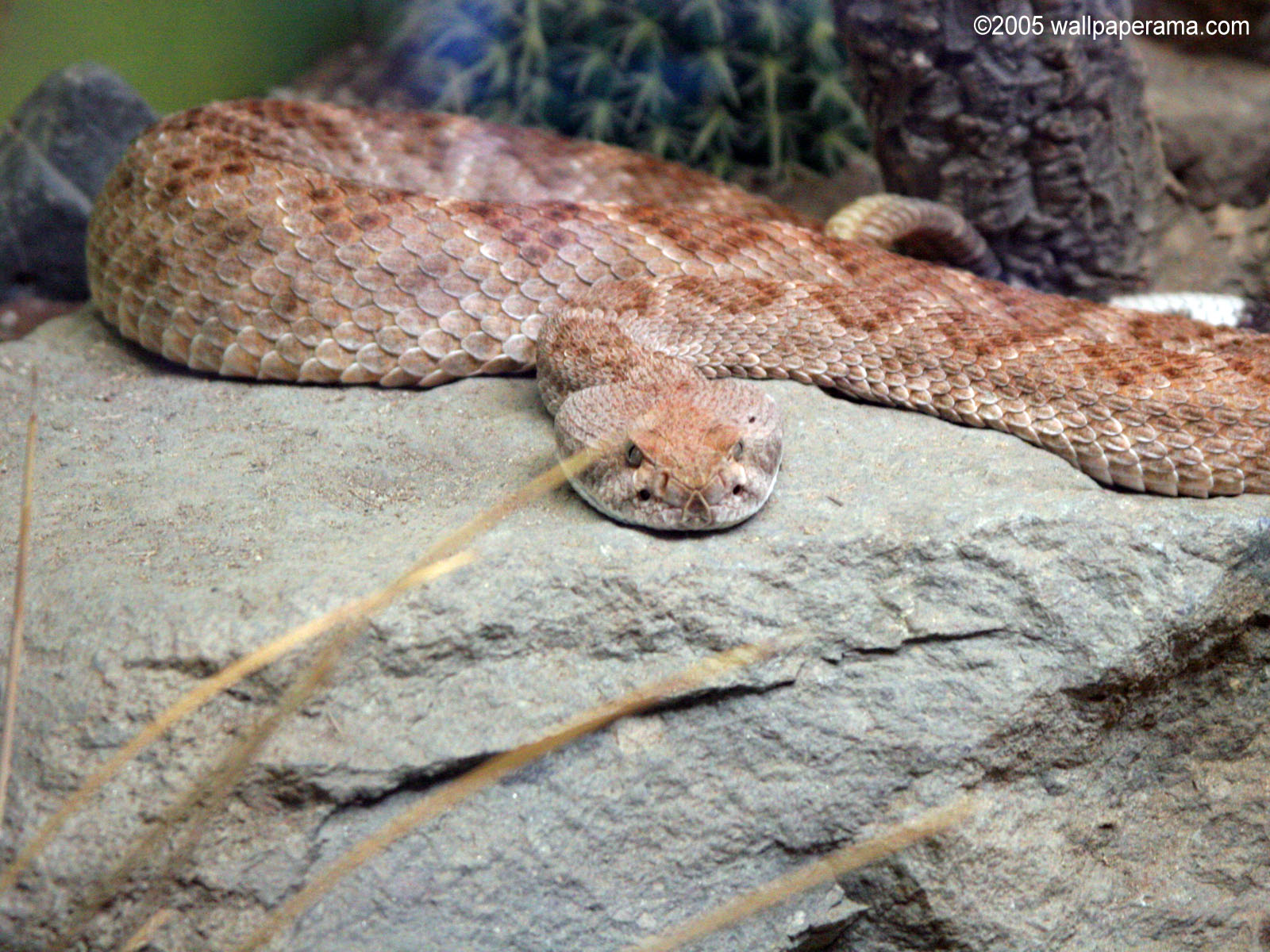 Rattle Snake Wallpaper