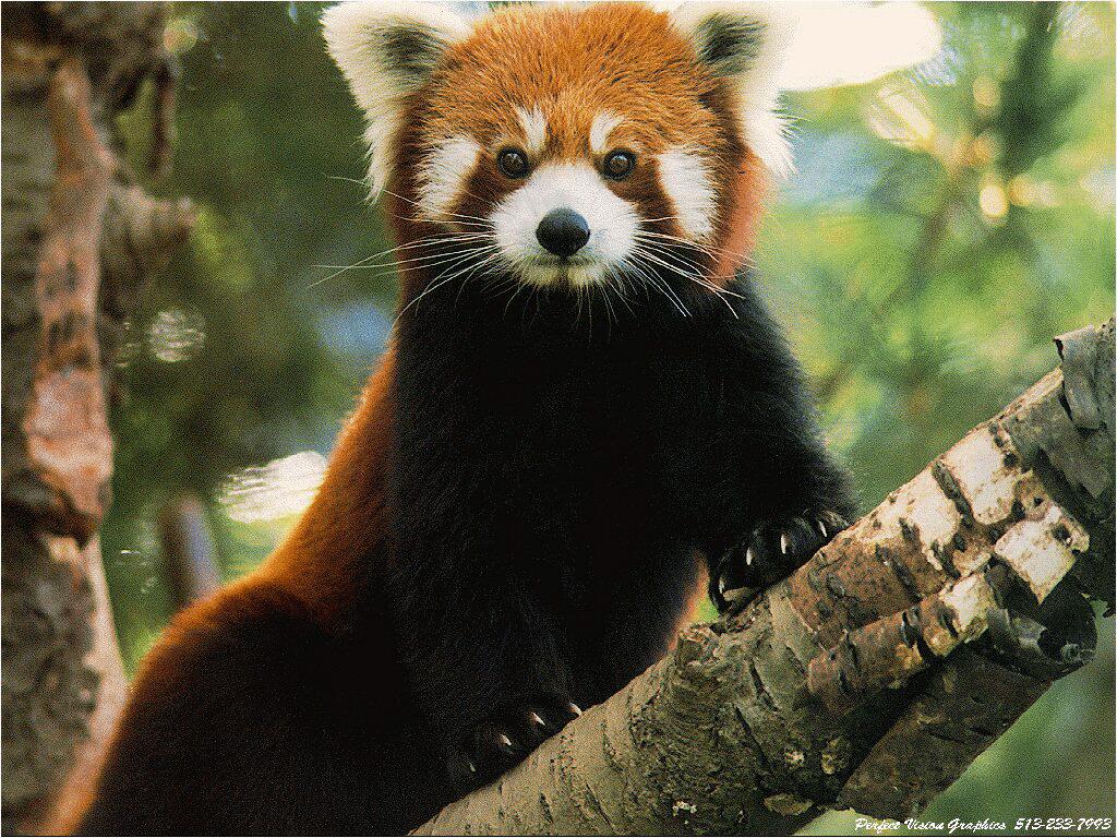 Red Panda Wallpaper