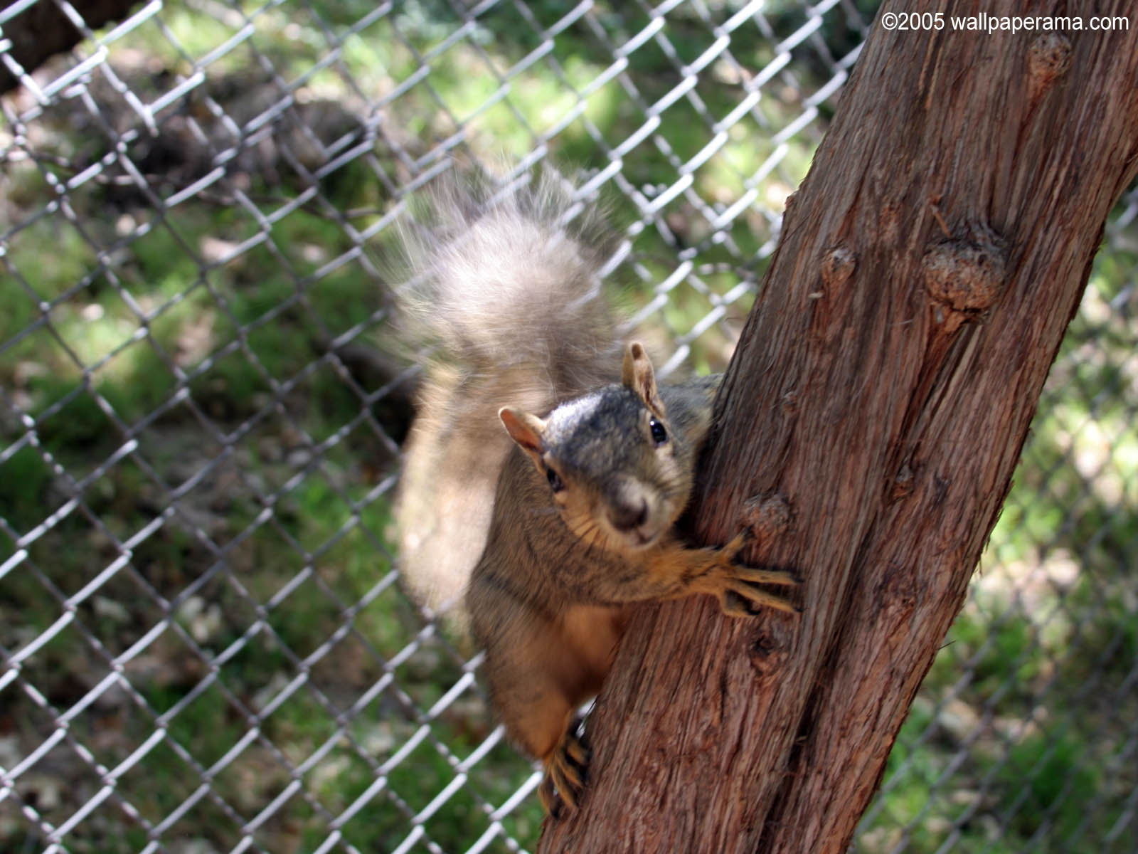 Squirrel Wallpaper