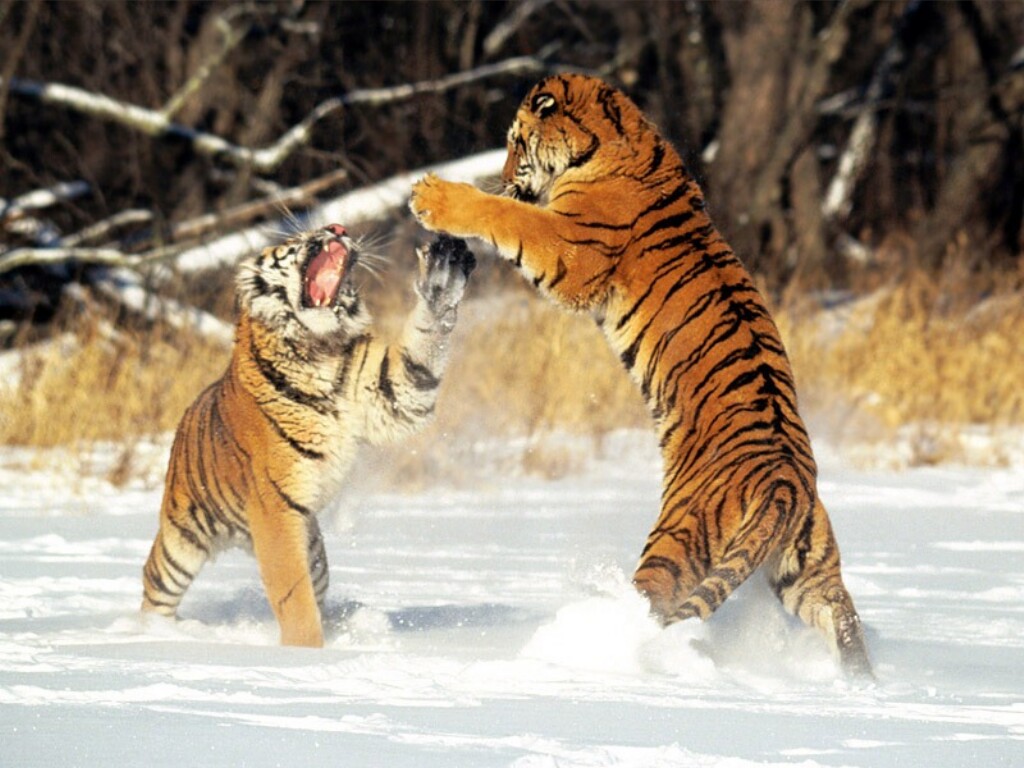 Tigers Playing Wallpaper