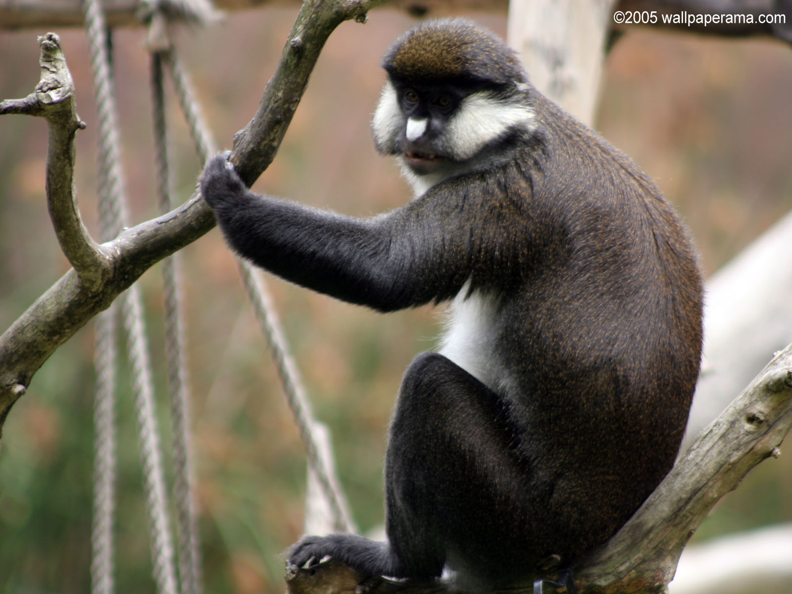 White Nose Monkey Wallpaper