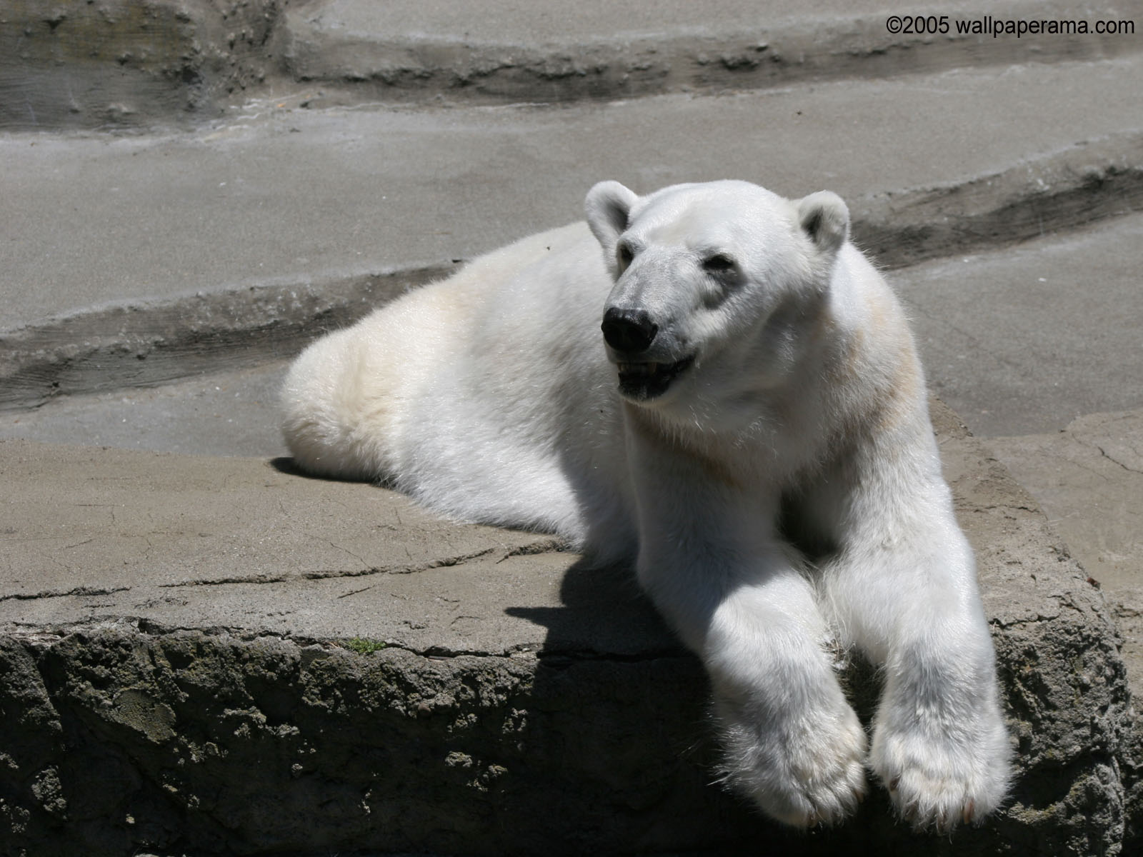 White Polar Bear Wallpaper