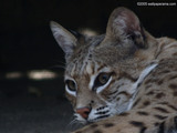 Wild Cat Wallpaper