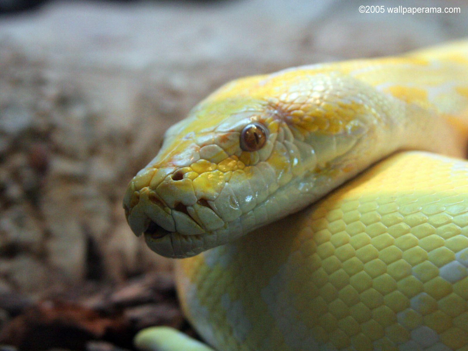 Yellow Python Snake Wallpaper