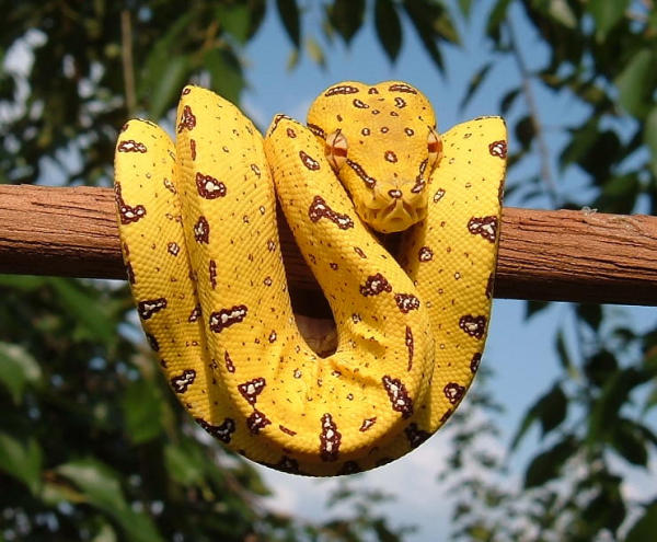 Yellow Tree Python Wallpaper