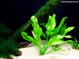 Aquarium Plant Wallpaper