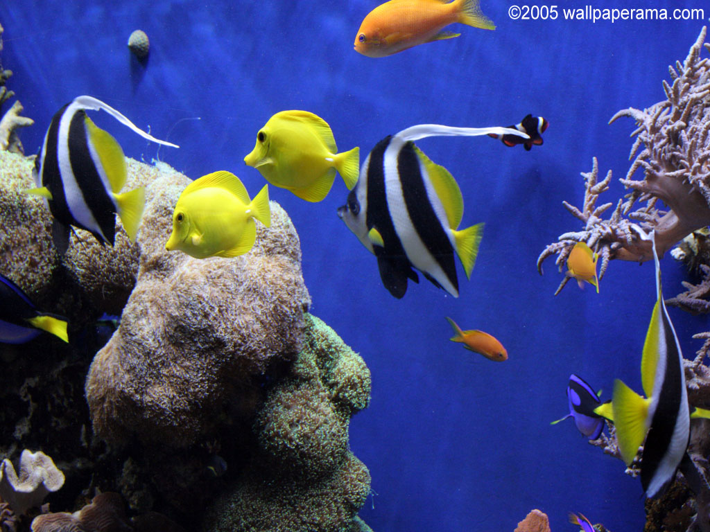 Aquarium Wallpaper