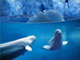 Belugas Whales Wallpaper