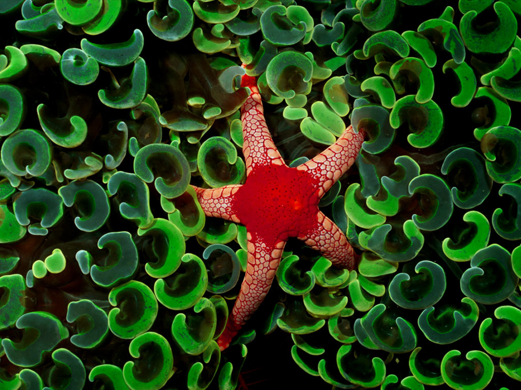 Coral Star Wallpaper
