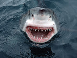 Great White Shark Wallpaper