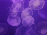 Jelly Fish Wallpaper