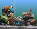 Marine Aquarium Wallpaper